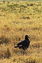 Ground Hornbill Amboseli Kenya